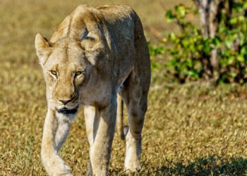 Gir National Park: The Last Abode of the Asiatic Lion