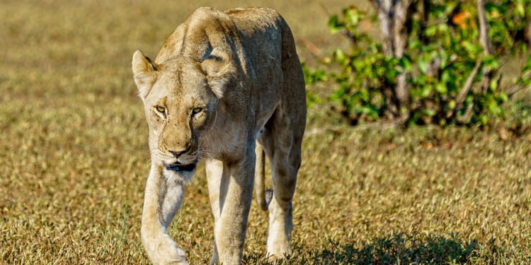 Gir National Park: The Last Abode of the Asiatic Lion