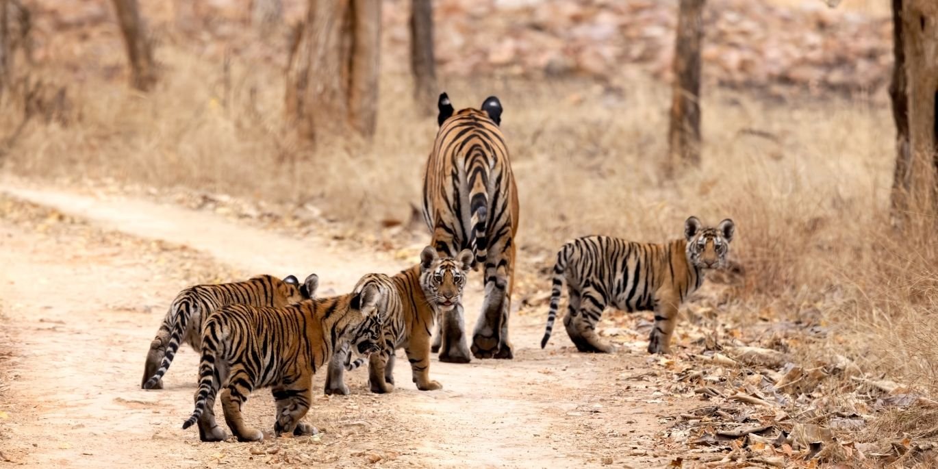 Dudhwa-Tiger-Reserve