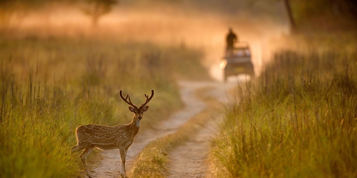 jim-corbett-national-park