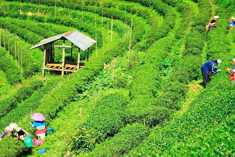 darjeeling-tea