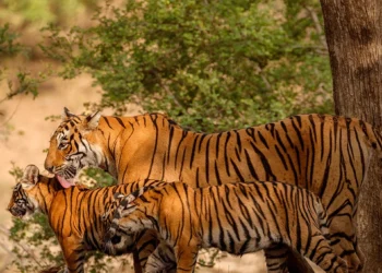 jim-corbett-uttarakhand