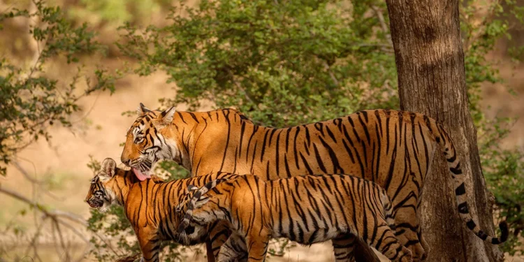jim-corbett-uttarakhand